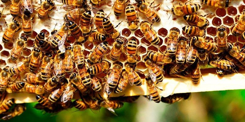 Apicultores brasileiros encontram meio bilhão de abelhas mortas em três meses